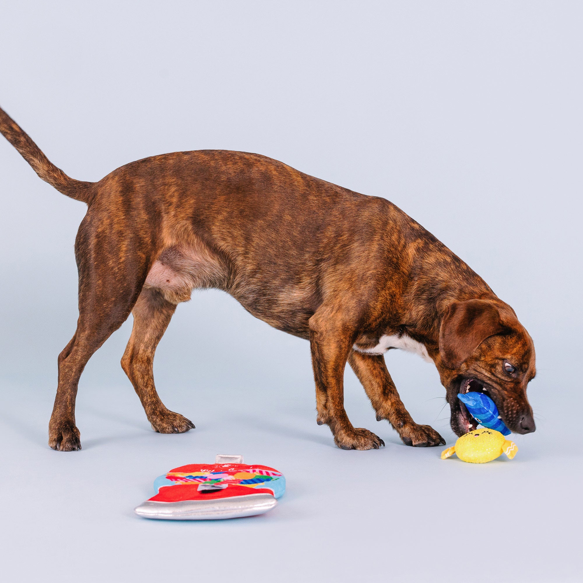 The Best Dog Toys to Keep Dogs Busy