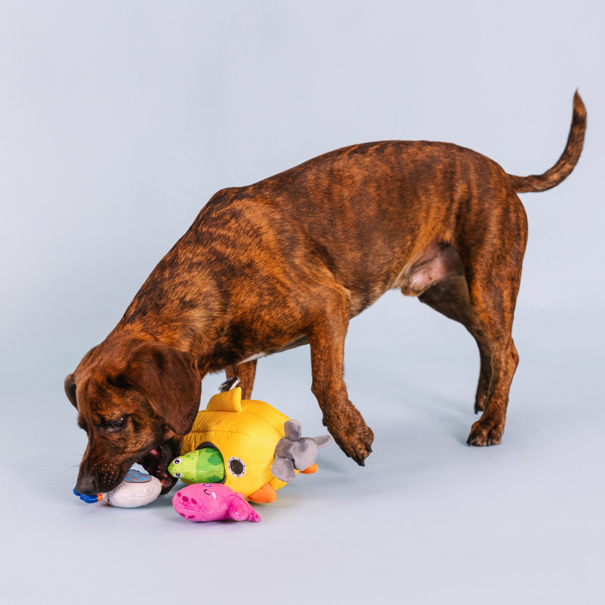 PETSHOP INTO THE DEEP INTERACTIVE DOG TOYS – PetShop.fringestudio