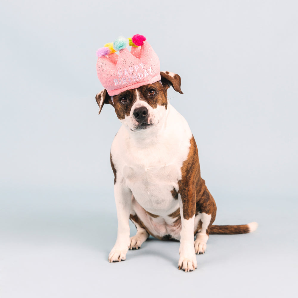 PETSHOP IF THE CROWN FITS DOG TOY