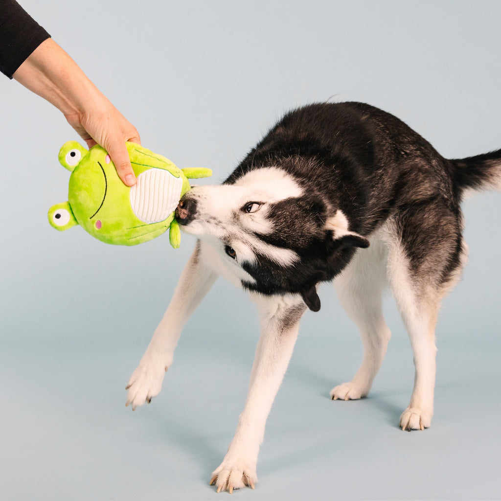 PETSHOP REACH FOR THE FLIES DOG TOY