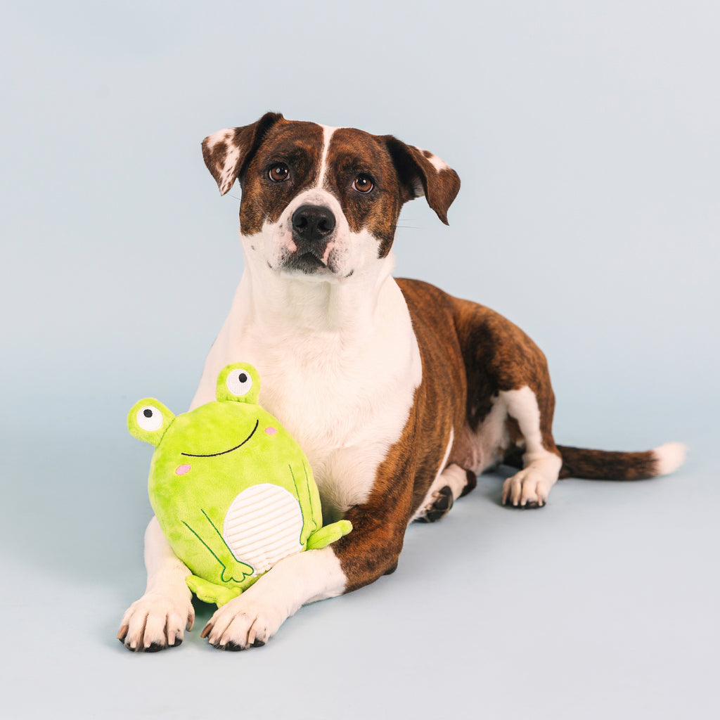 PETSHOP REACH FOR THE FLIES DOG TOY