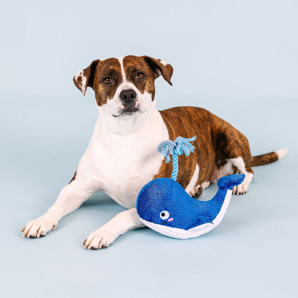 PETSHOP WHALE, HELLO THERE DOG TOY