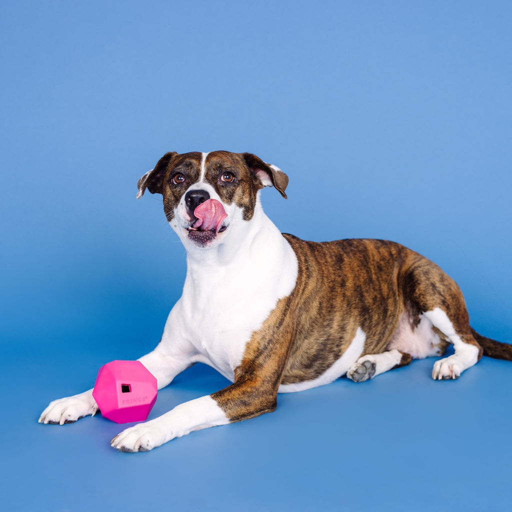PETSHOP HAVING A BALL HOT PINK RUBBER DOG TOY