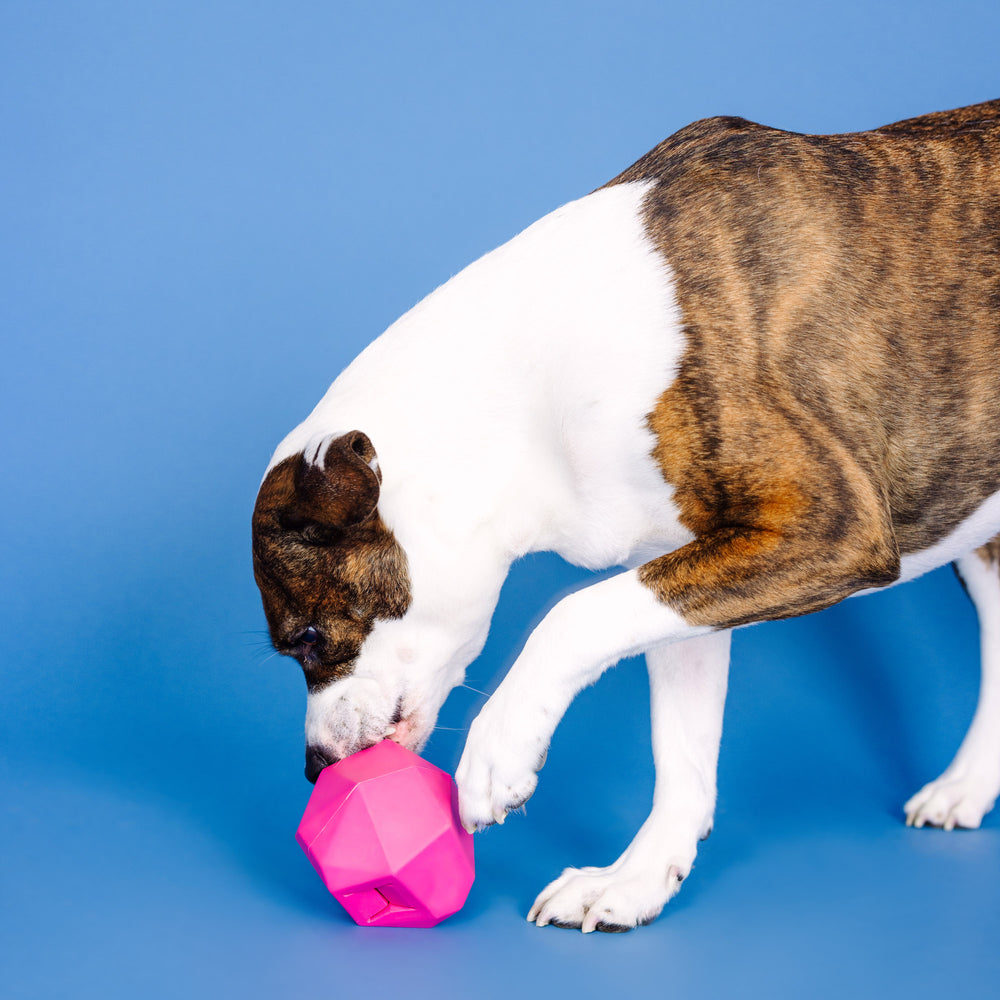 PETSHOP HAVING A BALL HOT PINK RUBBER DOG TOY
