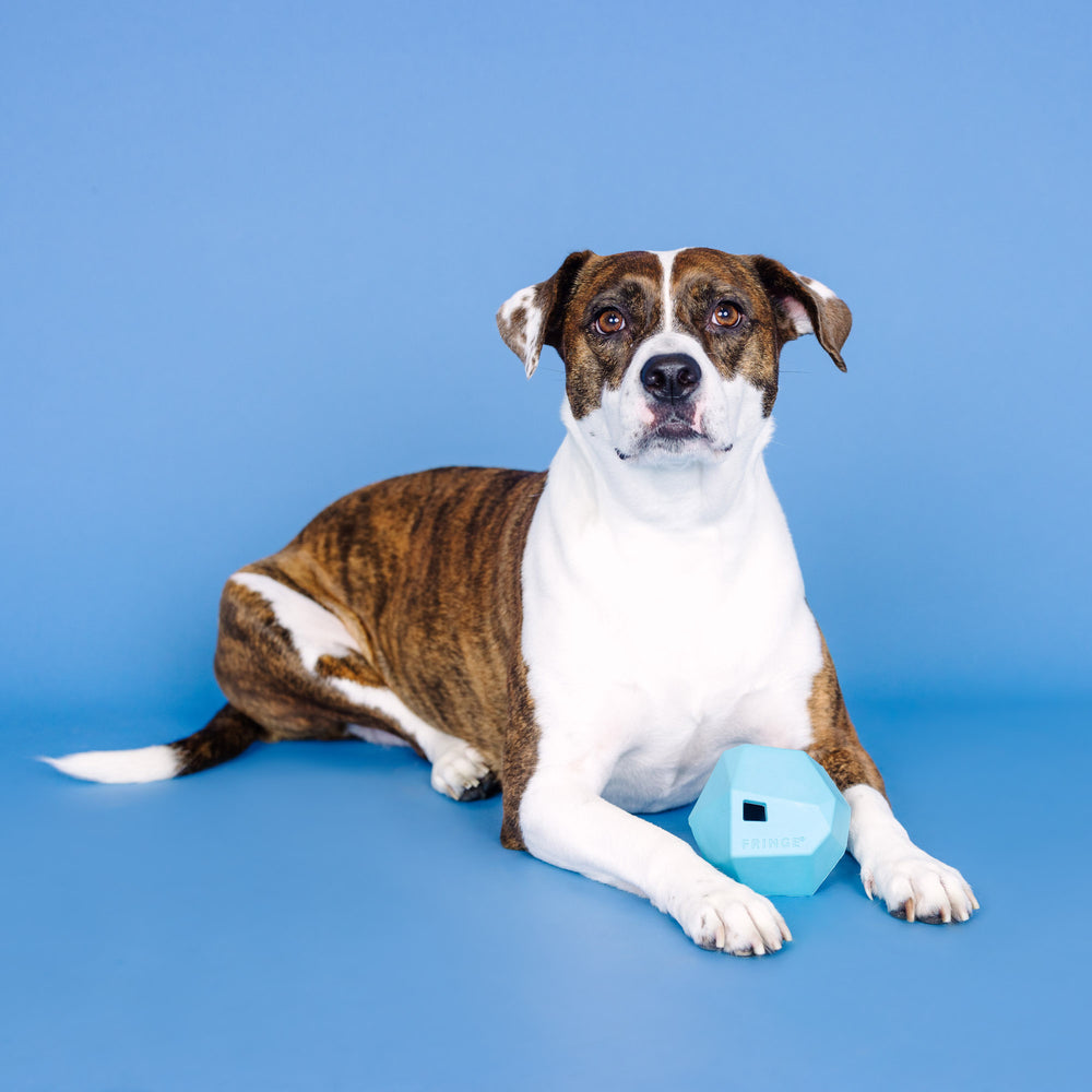 PETSHOP HAVING A BALL BLUE RUBBER DOG TOY