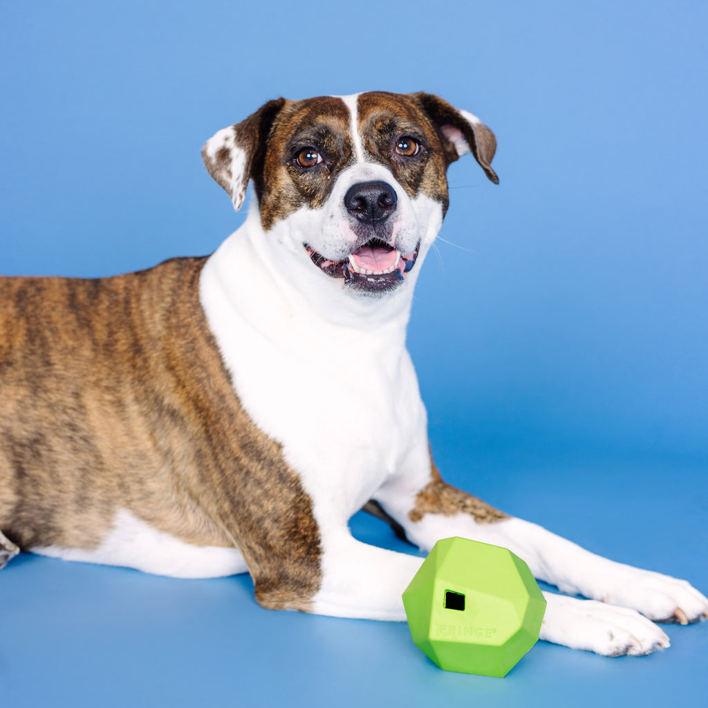 PETSHOP HAVING A BALL LIME RUBBER DOG TOY