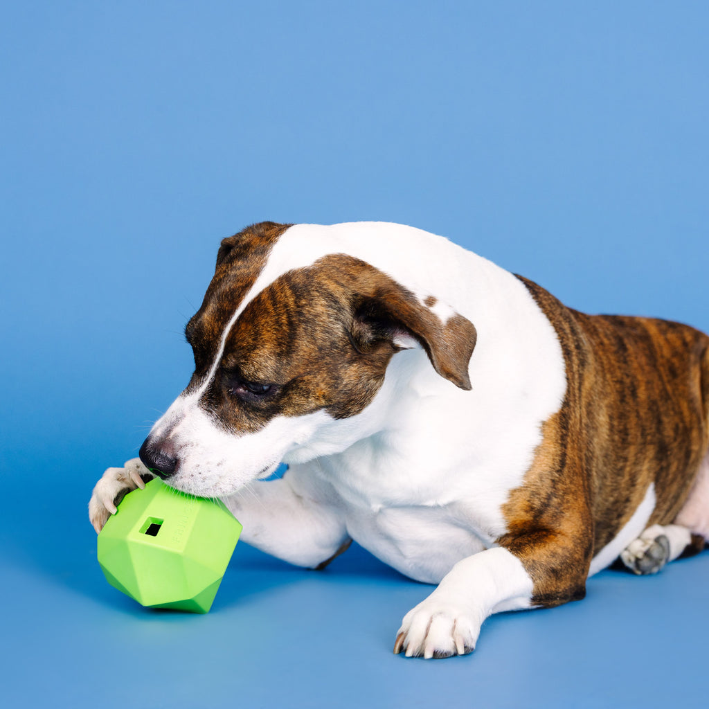 PETSHOP HAVING A BALL LIME RUBBER DOG TOY