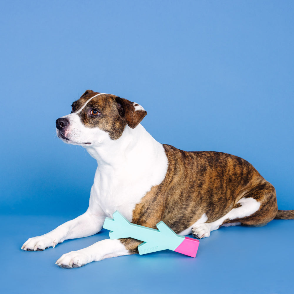 PETSHOP STICK WITH ME TURQUOISE/HOT PINK RUBBER DOG TOY