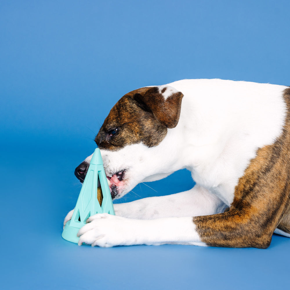 PETSHOP YOU CONE DO IT! TURQUOISE RUBBER DOG TOY