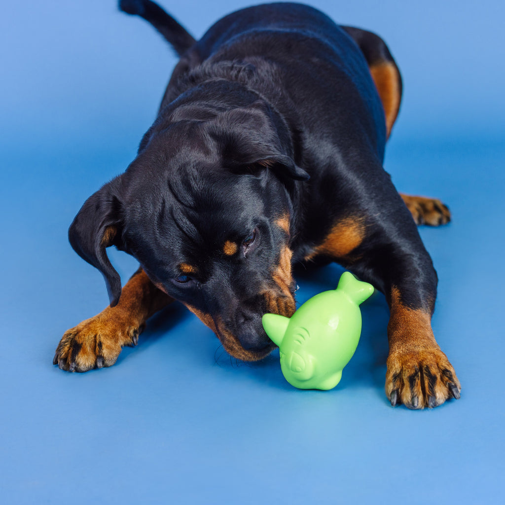 PETSHOP CATCH YA LATER LIME RUBBER DOG TOY