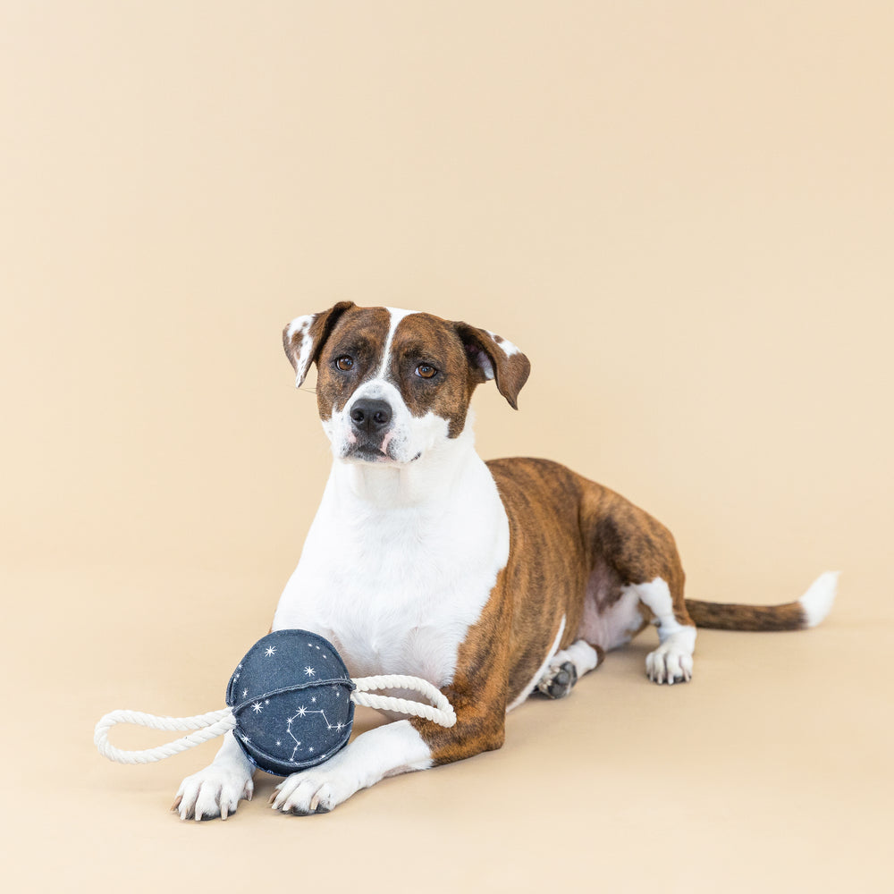 PETSHOP PULLING YOU IN CELESTIAL DOG TOY