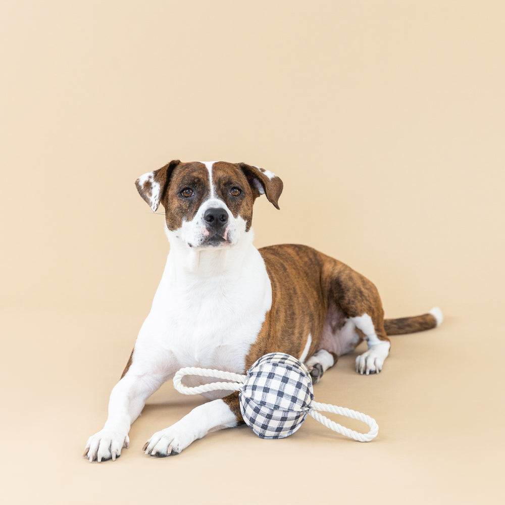 PETSHOP PULLING YOU IN PAINTED GINGHAM DOG TOY