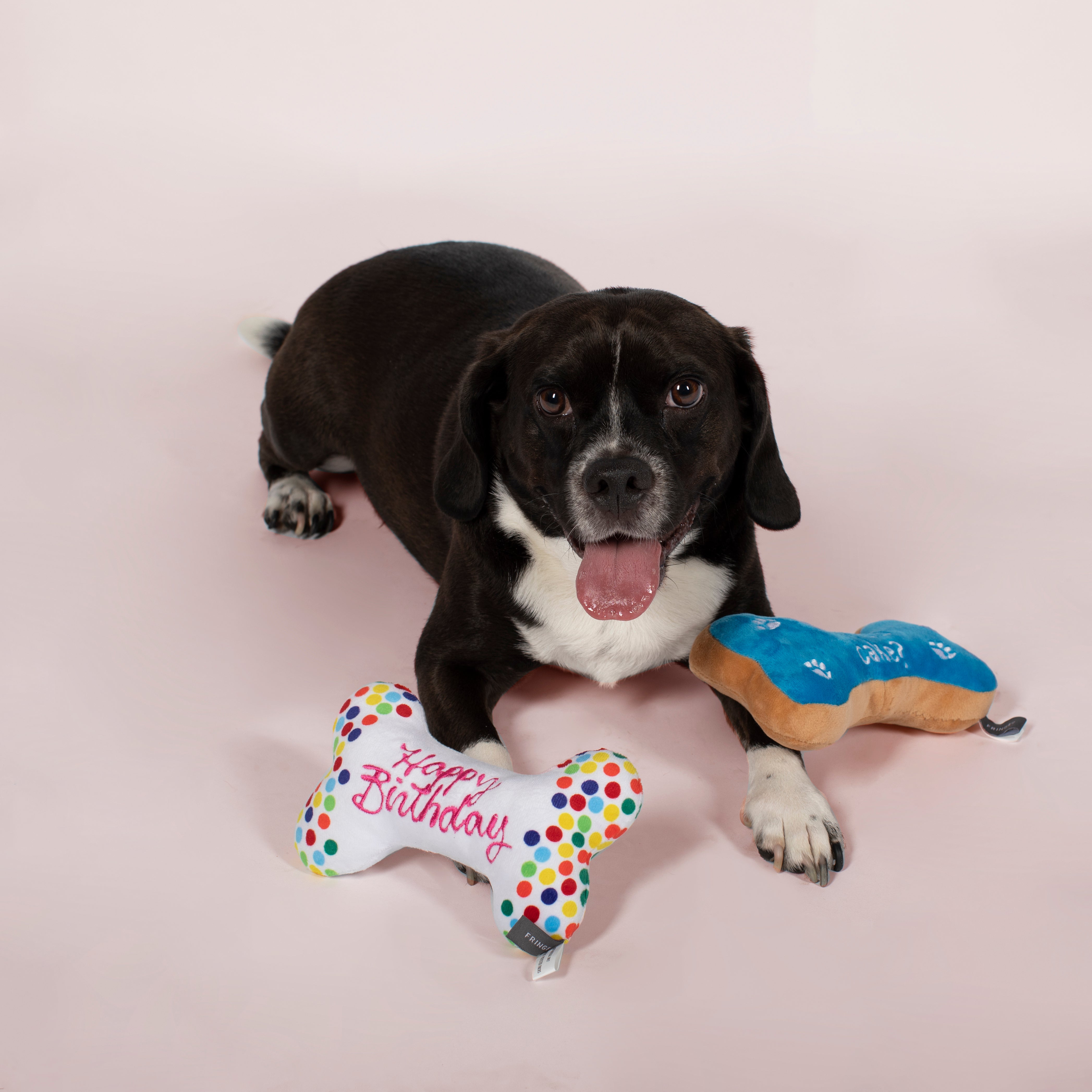 Pet Birthday Bone Cookies Dog Toys